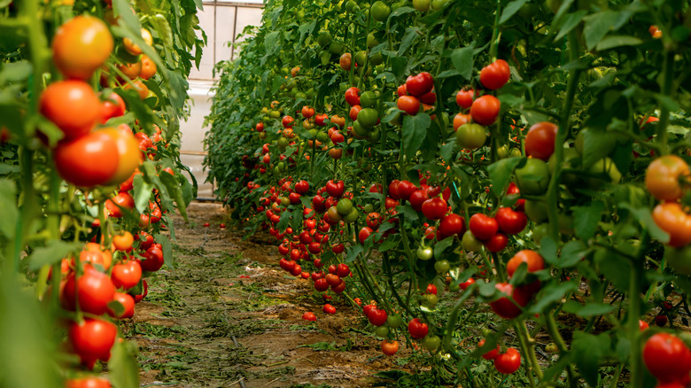 tomatoes on the vine