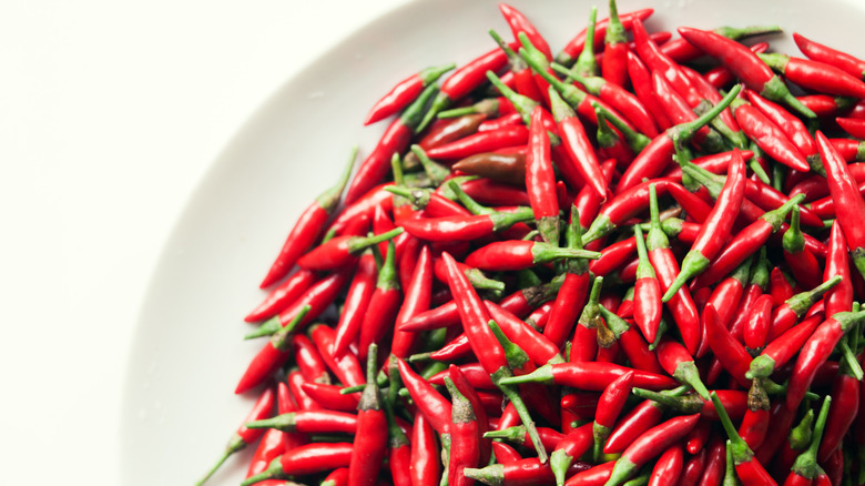 Plate piled with dozens of Thai bird's eye chilies