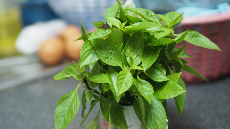 Thai basil plant in pot