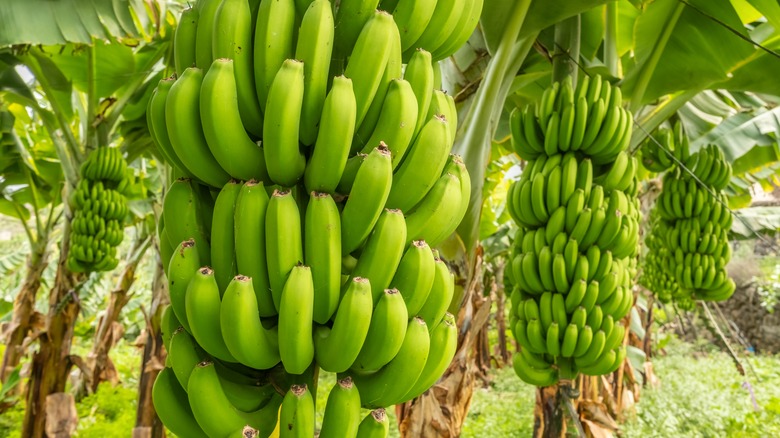 green bananas growing on the tree