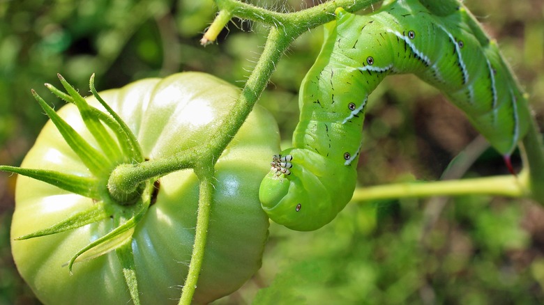 tobacco hornworm and tomato