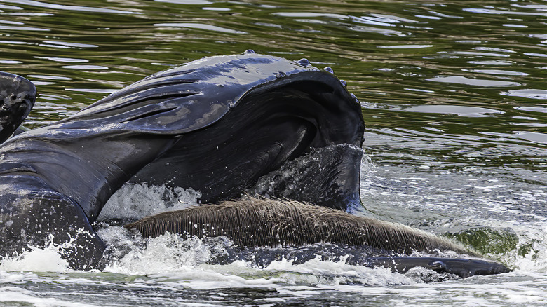 A humpback whale with its mouth open