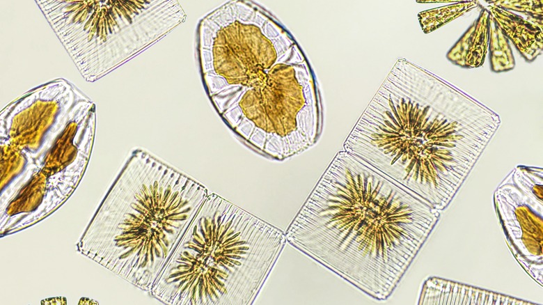 Various types of plankton visible under a microscope