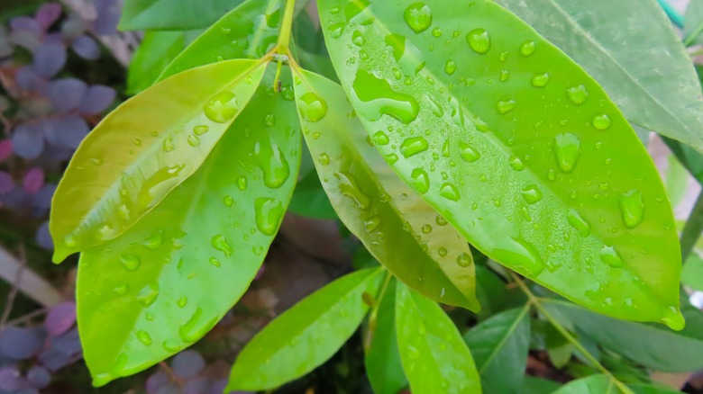 salam plant growing in garden 