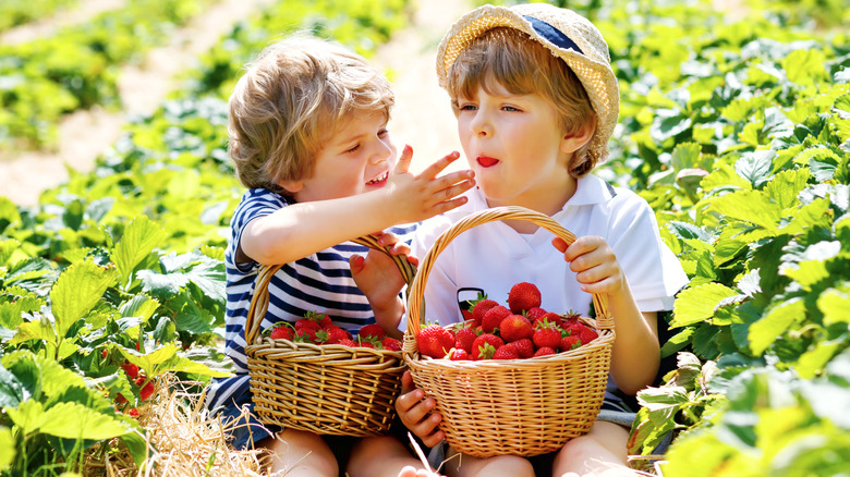 children picking fresh strawberries
