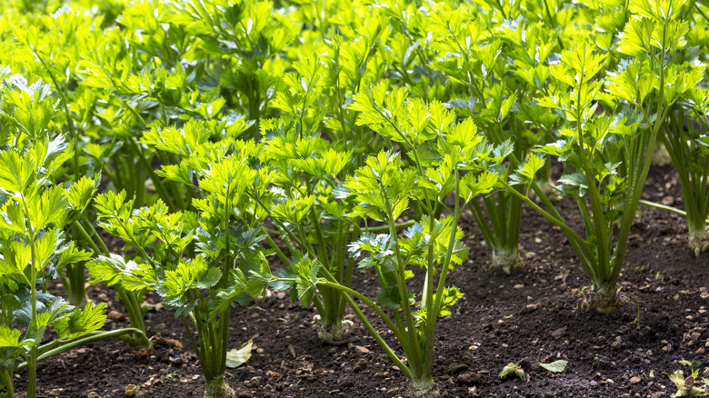 Celery growing in soil