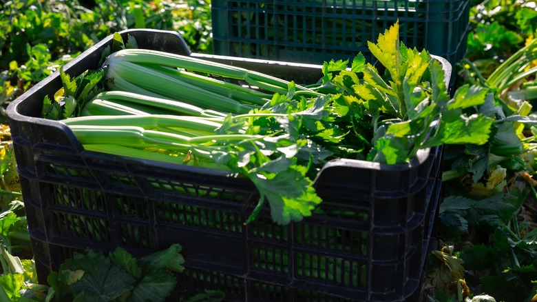 Bin of fresh harvested celery