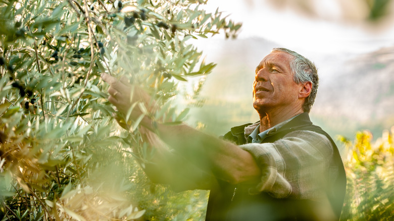 picking olives from tree