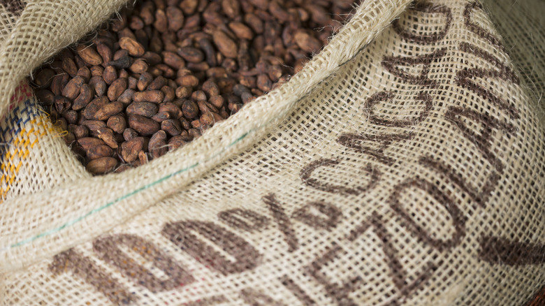 bag of raw cacao beans