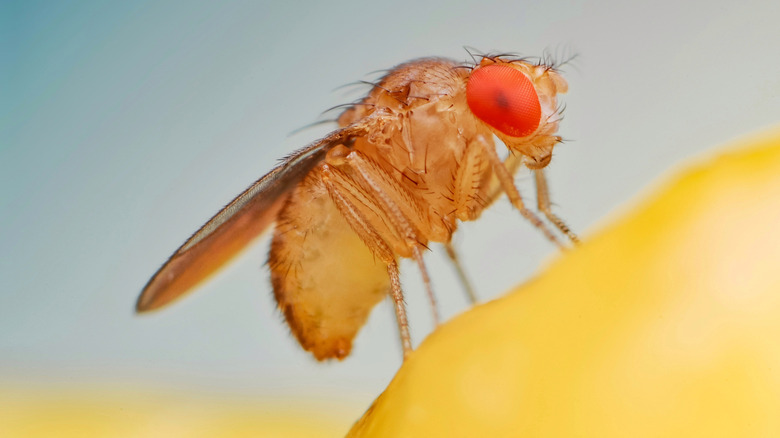 Fruit fly on a banana