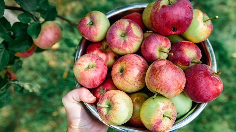 woman holding a bucket of apples in an orchard