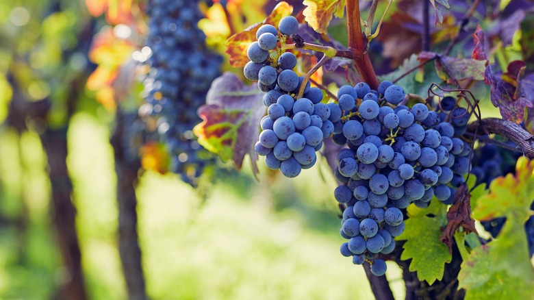 Red grapes on the vine in a vineyard