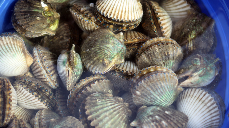 Closeup of freshly-harvested scallops in a bucket