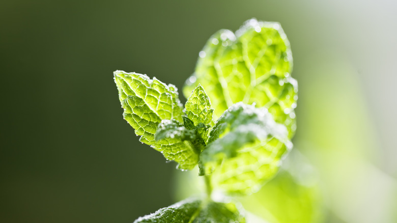 fresh mint leaf