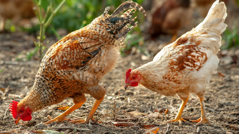 chickens searching for insects 