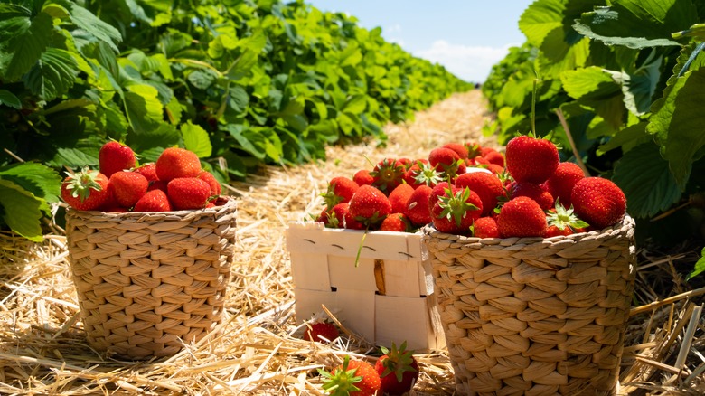 Baskets of strawberries in field