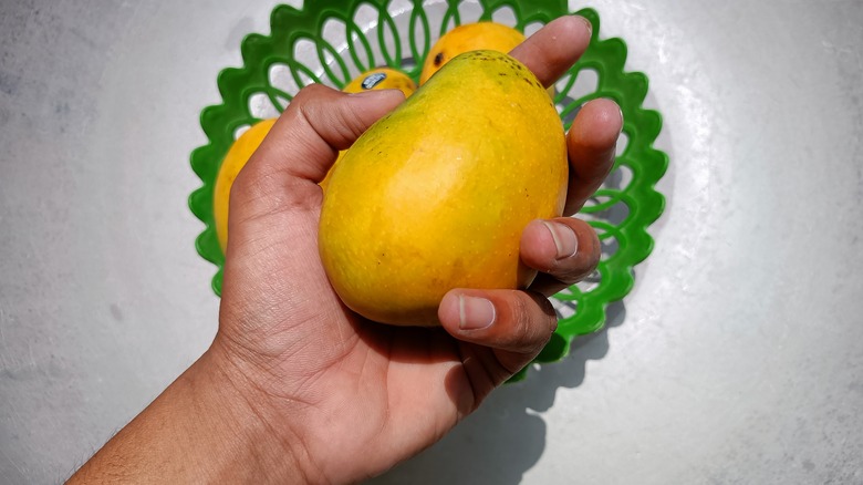 hand checking quality of mango.