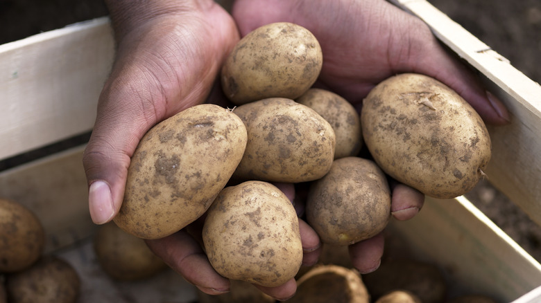 Hands holding Russet potatoes