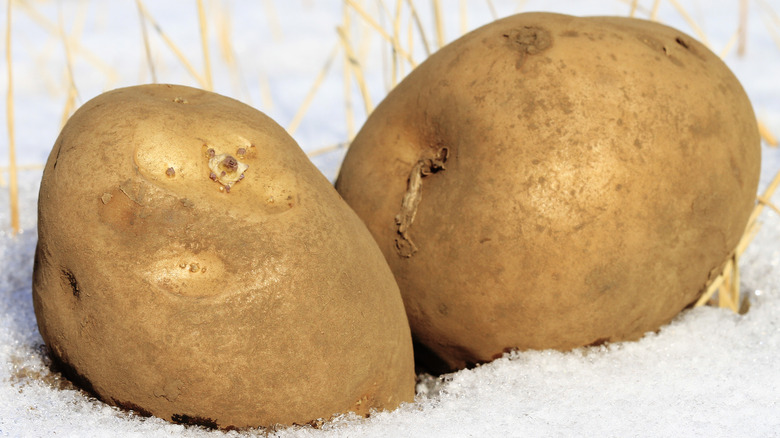 Potatoes in the snow