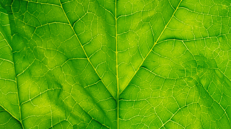 Close up of a spinach leaf