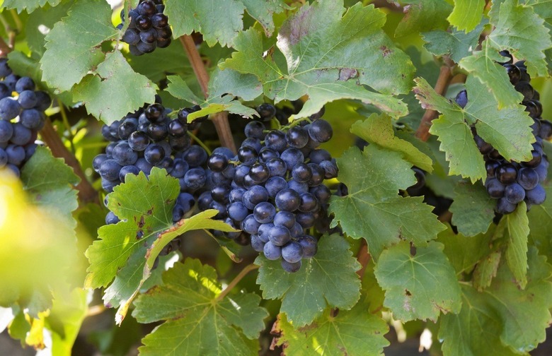 International Grenache Day, September 15