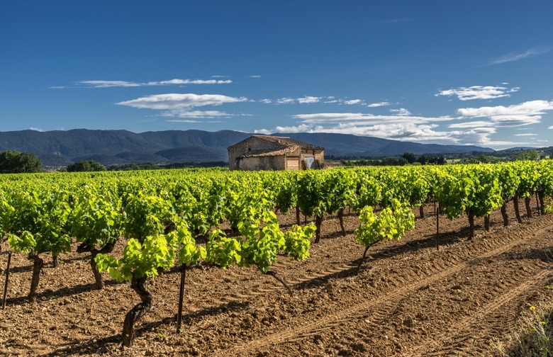 International Carménère Day, November 24