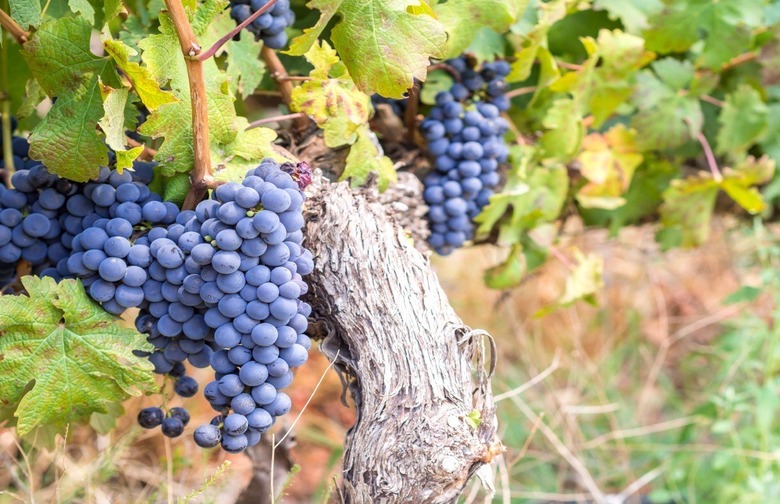 Carignan Day, June 8 (?)