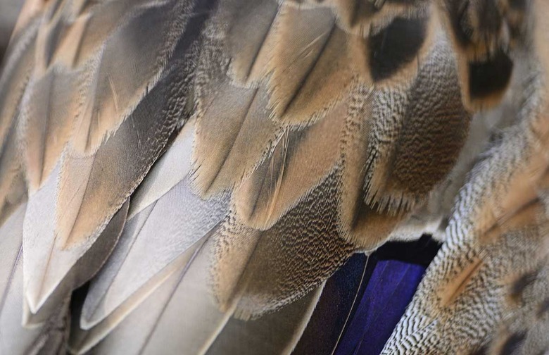 Hair and Feathers