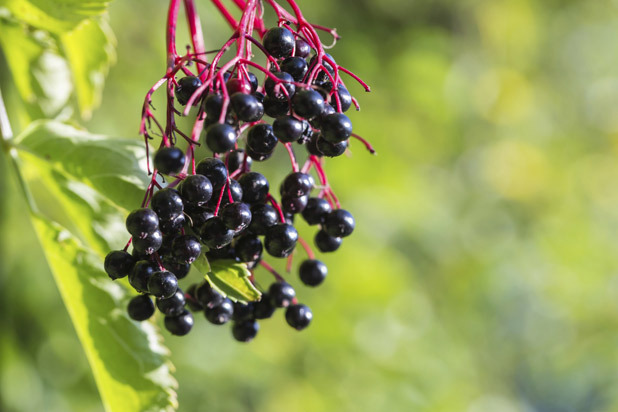 Elderberries