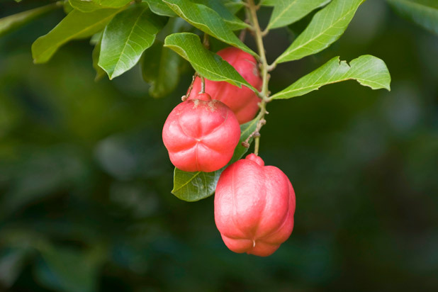 Ackee Fruit