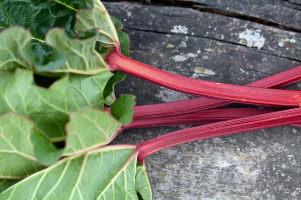 Rhubarb