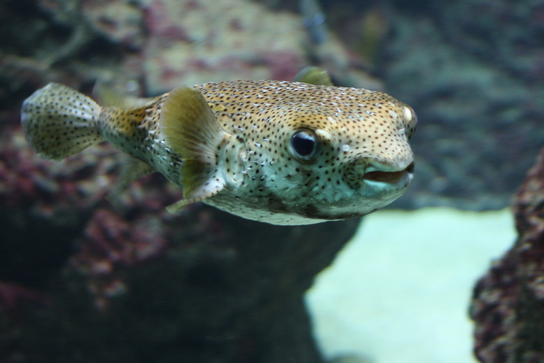 Fugu