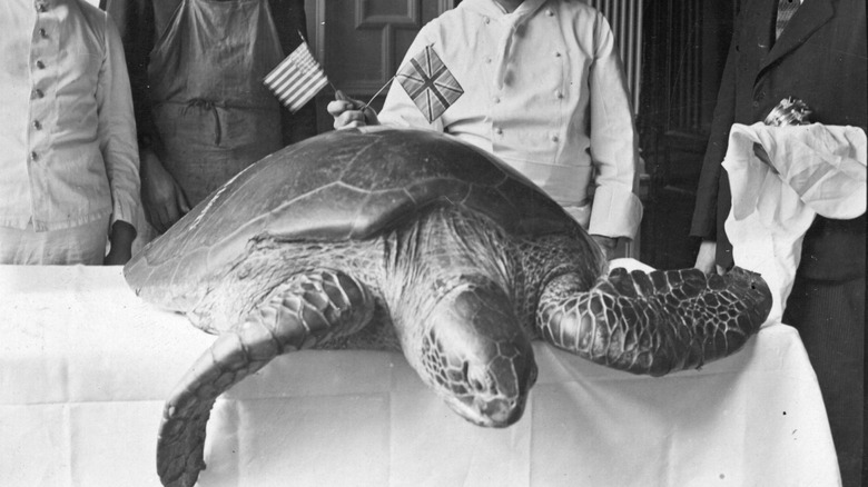 a turtle being prepared for cooking