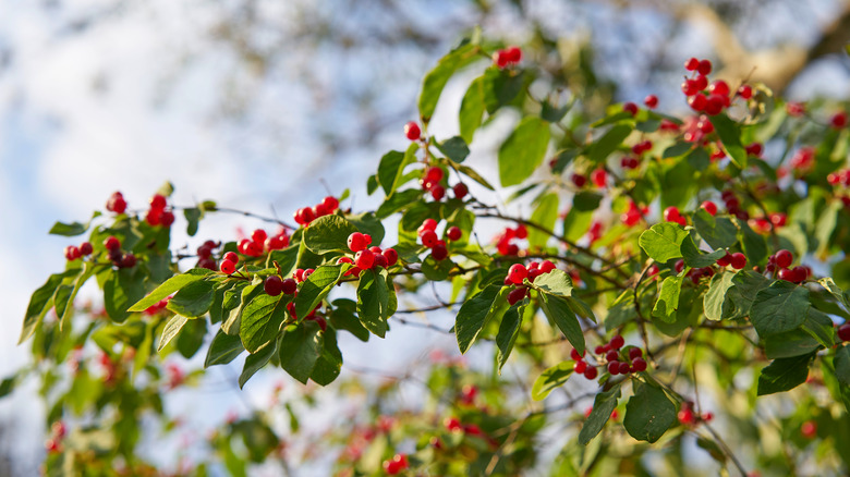 Yaupon holly leaves and berries