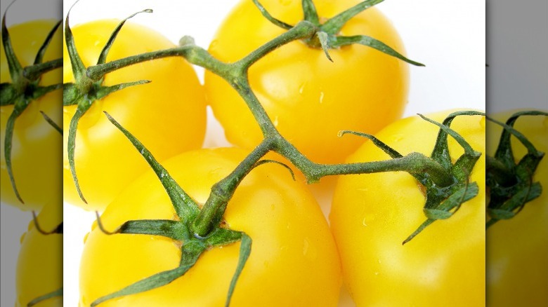 yellow tomatoes on the vine