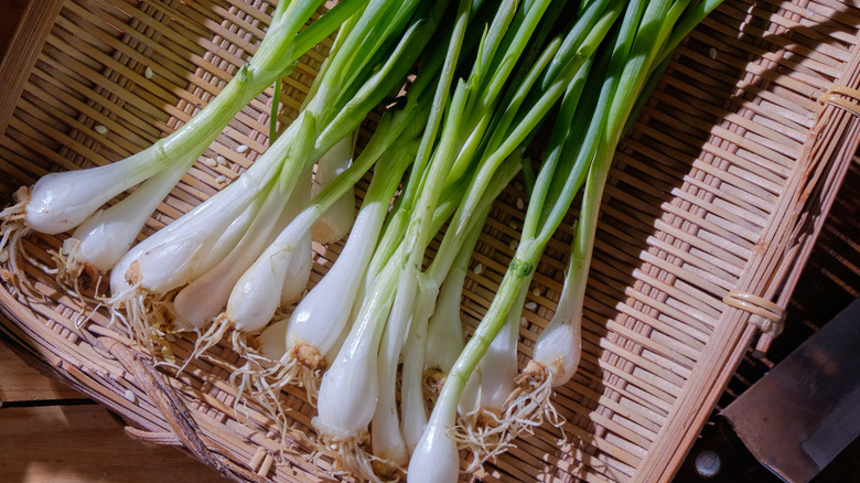 white sections of green onions in tray