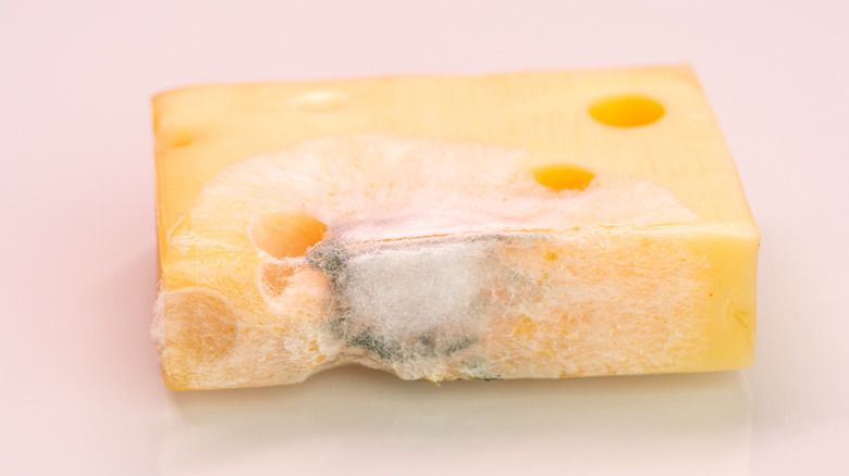 Swiss cheese with growing mold