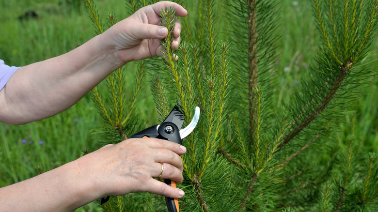 Person using clippers to cut an evergreen