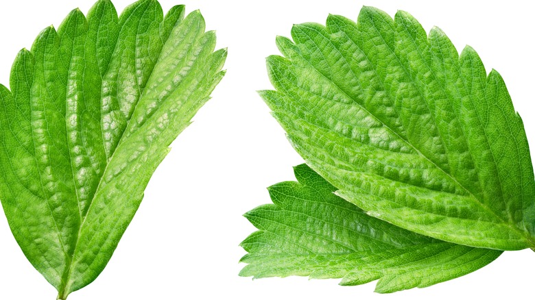 strawberry leaves