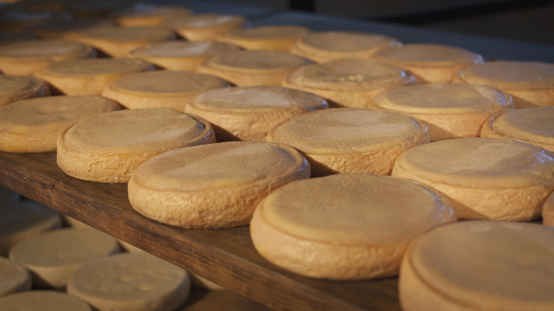 Munster cheese aging on shelf