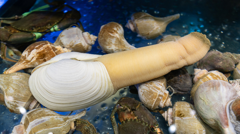 A geoduck