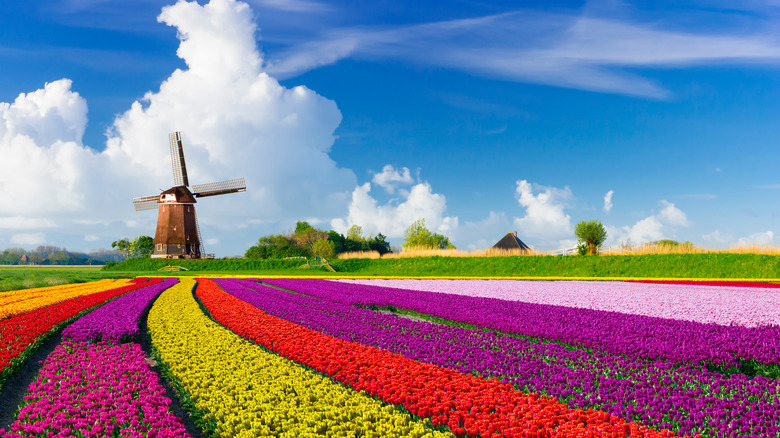 Colorful tulips with windmill