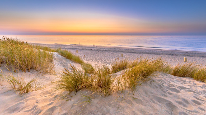 Sand dunes at ocean's edge