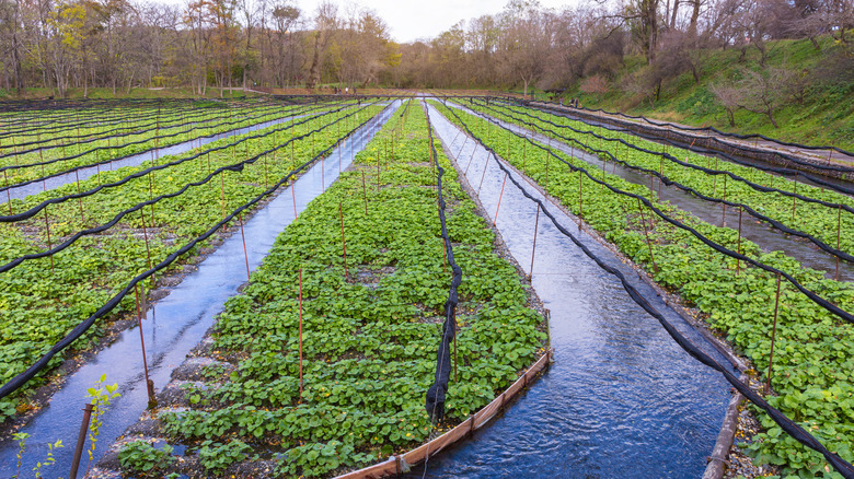 Wasabi being grown in a field in Nagano prefecture.