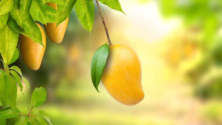 mangoes on a tree