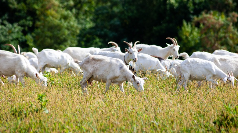 goats grazing in a field