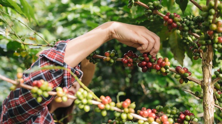 A woman harvesting fresh coffee beans on a farm