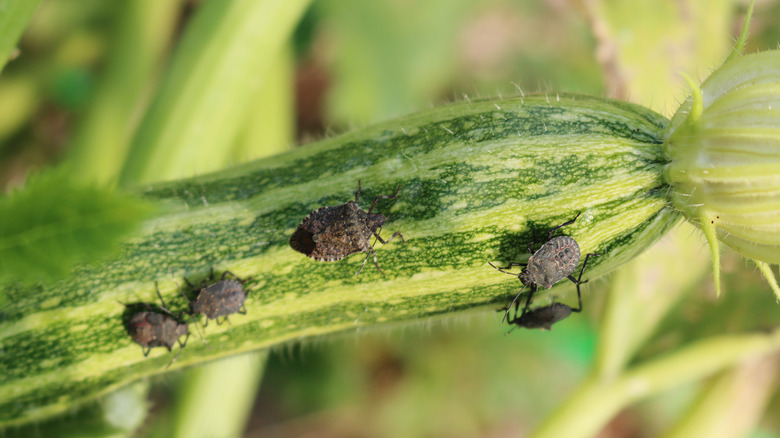 Black insects on a striped green squash