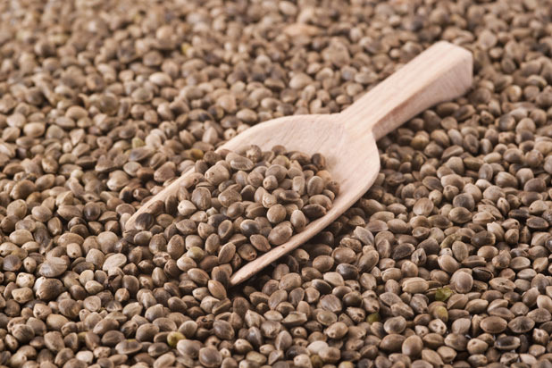 Hemp Seeds