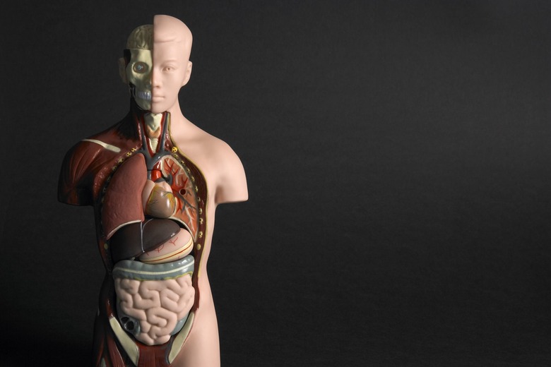 body model organs